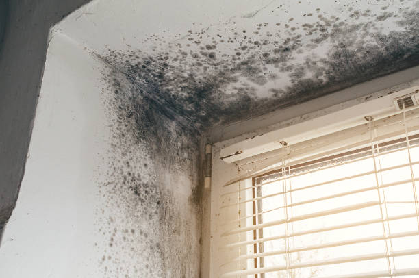 Affordable Commercial Mold Remediation solutions in Paris, VA